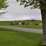 Spring on the Farm