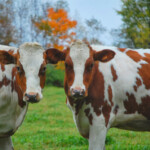 Fall Colors on the Farm